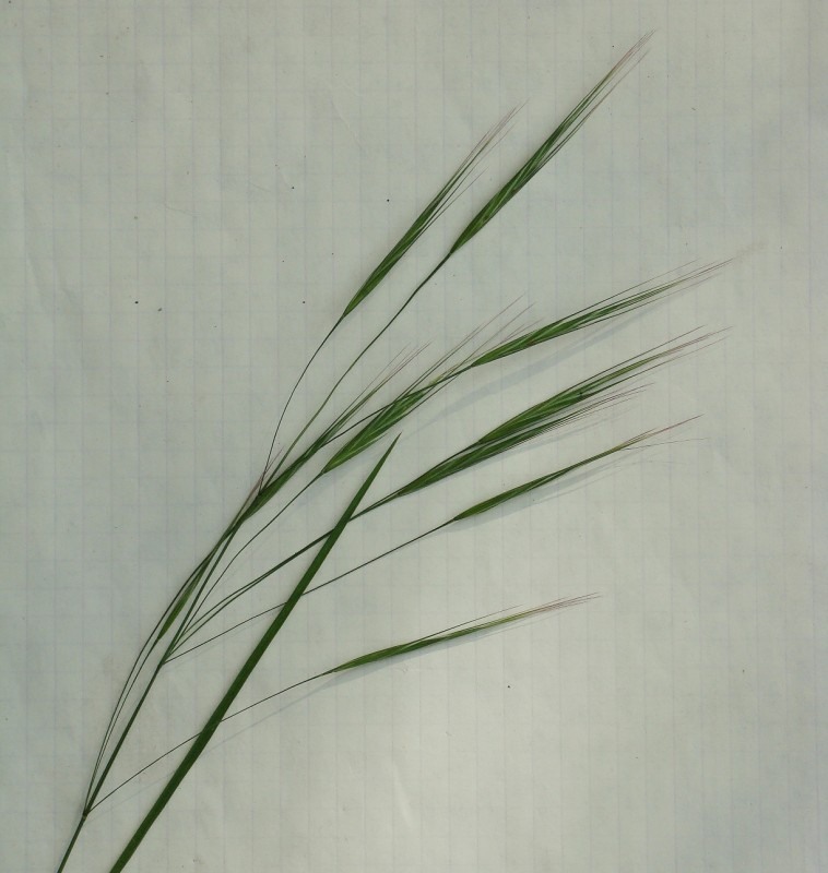 Image of Anisantha sterilis specimen.