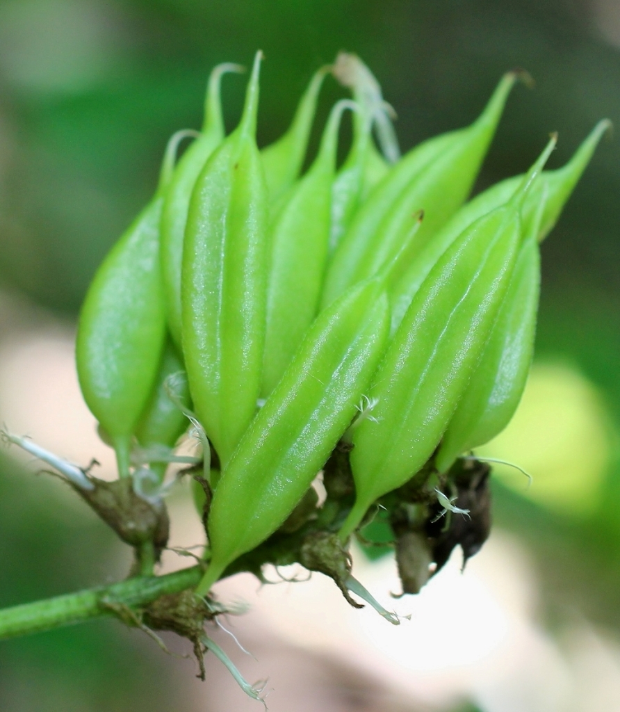 Изображение особи Astragalus glycyphylloides.