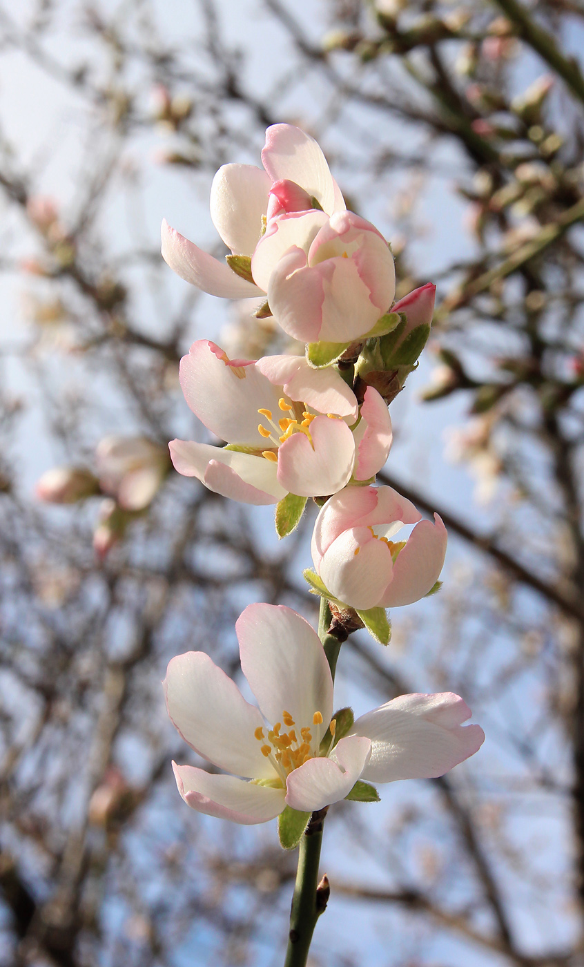 Изображение особи Amygdalus communis.