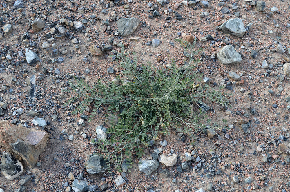 Изображение особи Astragalus managildensis.