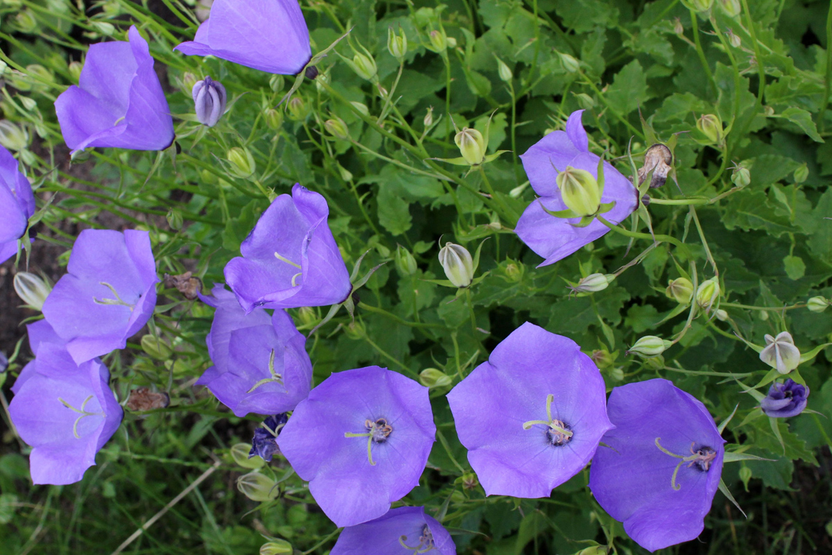 Image of Campanula carpatica specimen.