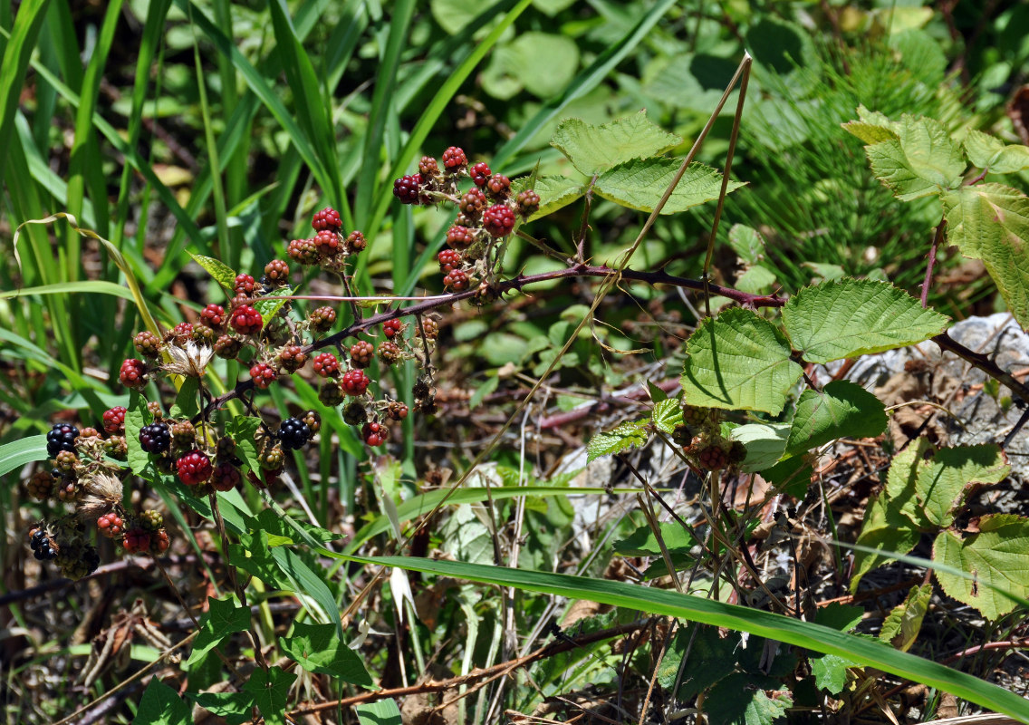 Изображение особи Rubus sanctus.