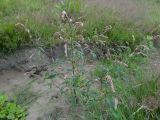 genus Persicaria. Цветущее растение. Курильские о-ва, о-в Кунашир, окр. дачного пос. Третьяково, обочина дороги. 10 августа 2017 г.