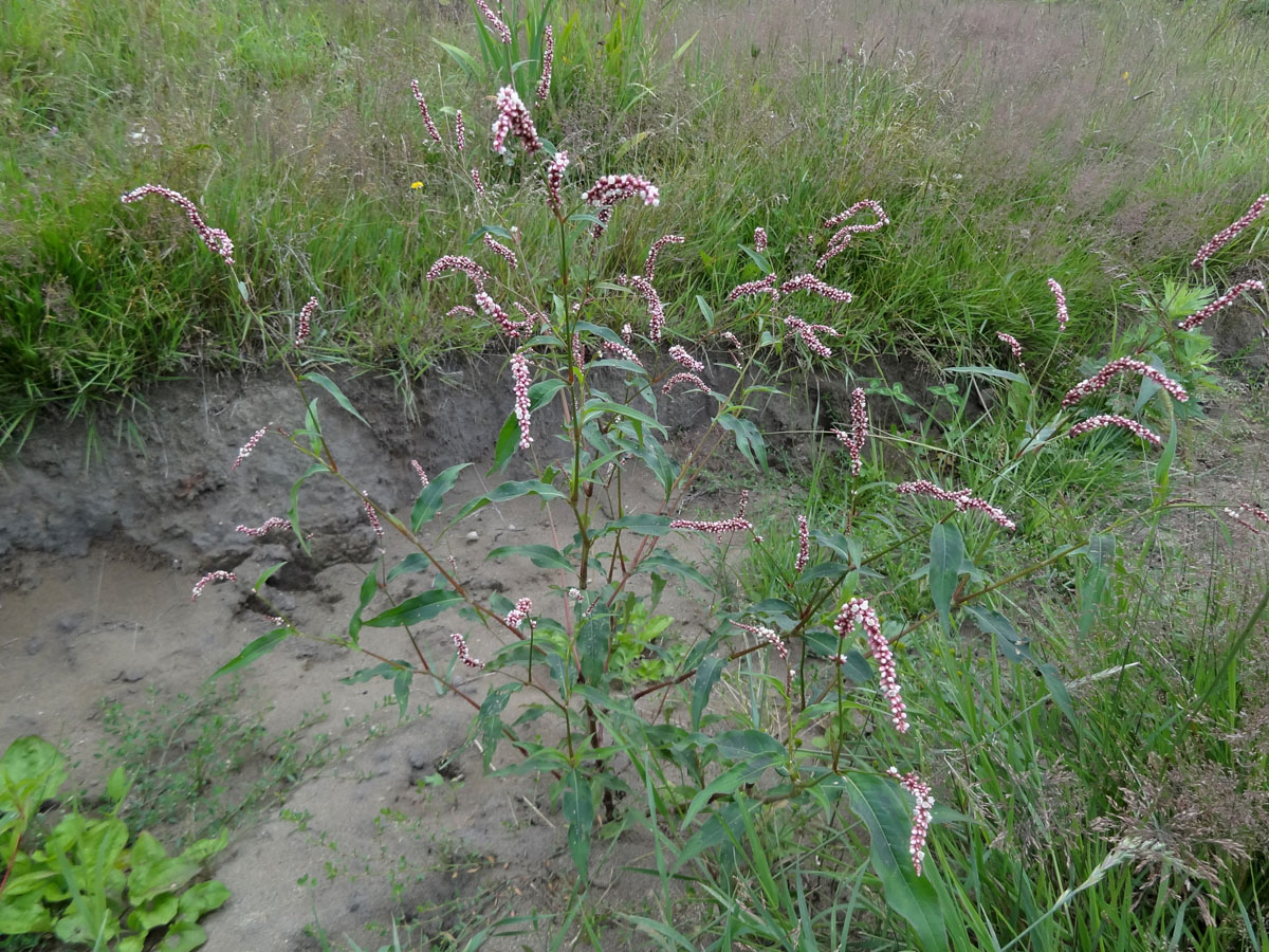 Изображение особи род Persicaria.