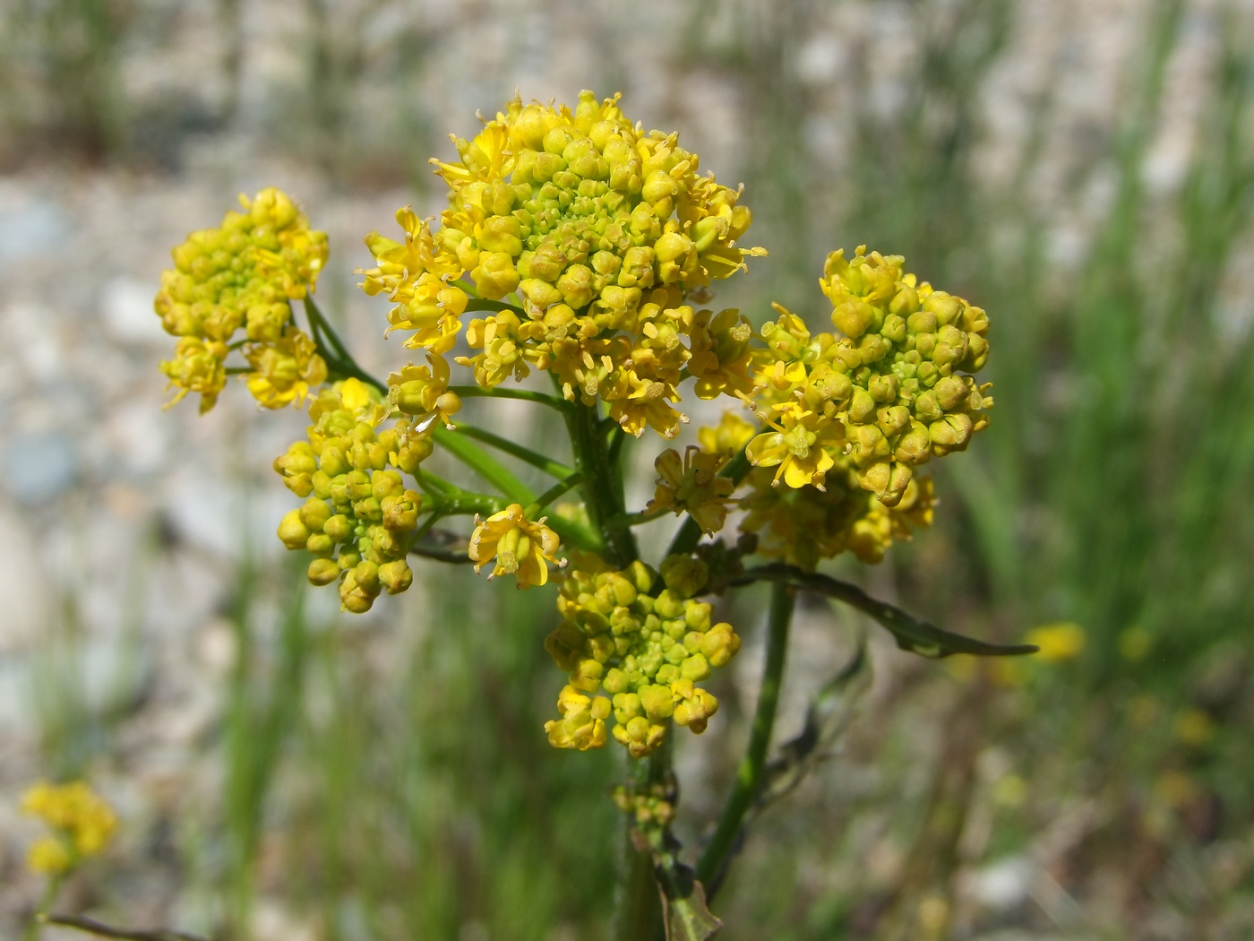 Image of Rorippa barbareifolia specimen.