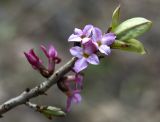 Daphne mezereum