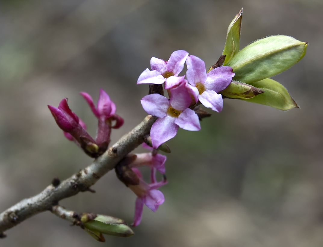 Изображение особи Daphne mezereum.