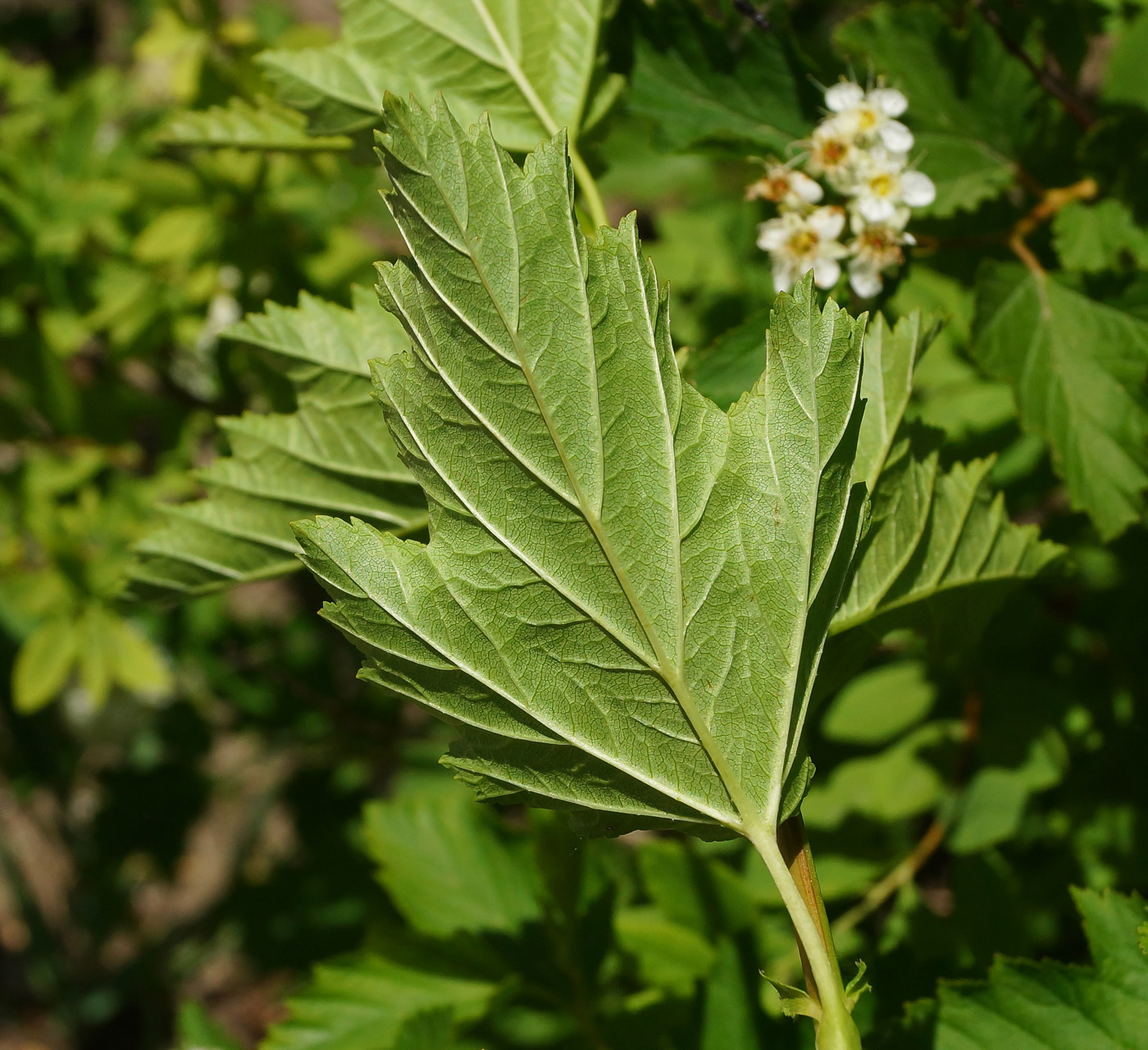 Изображение особи Physocarpus opulifolius.