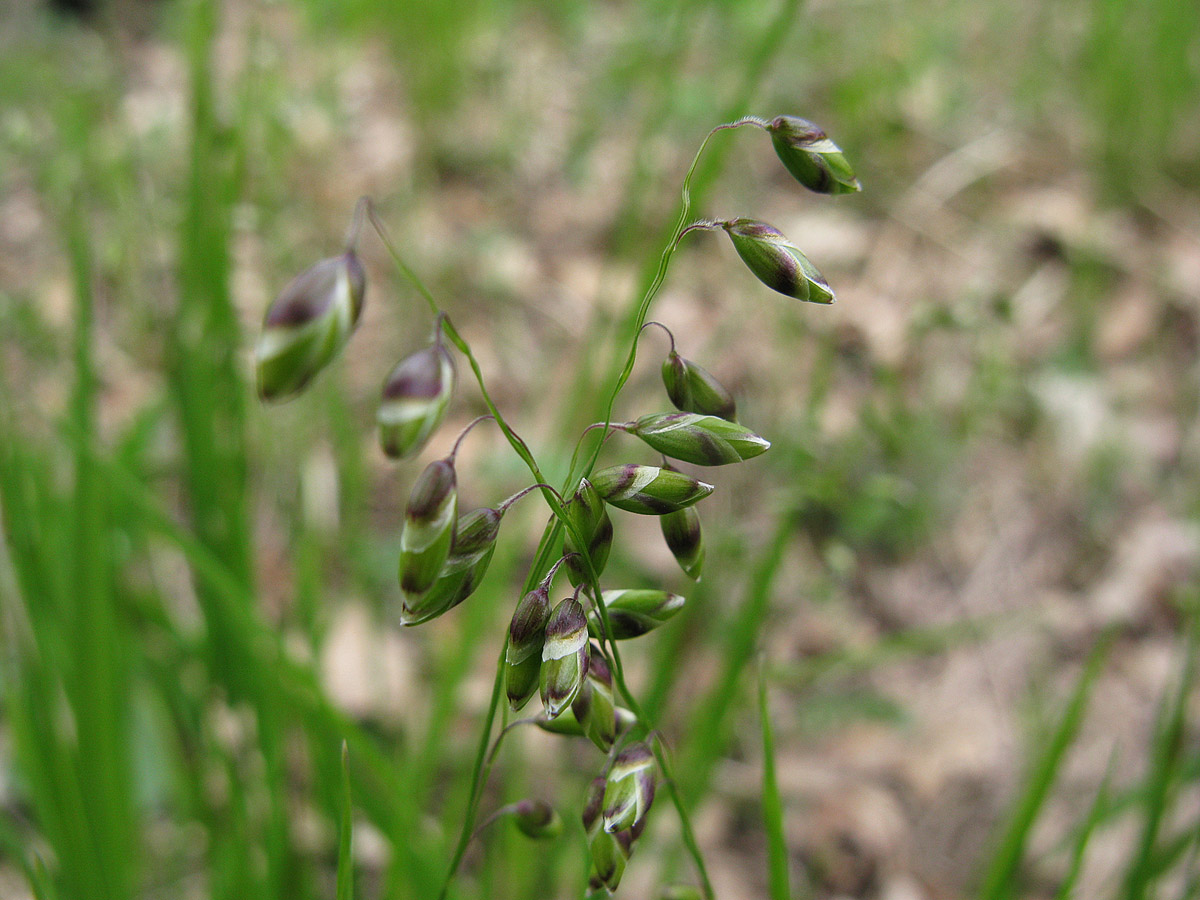 Image of Melica nutans specimen.