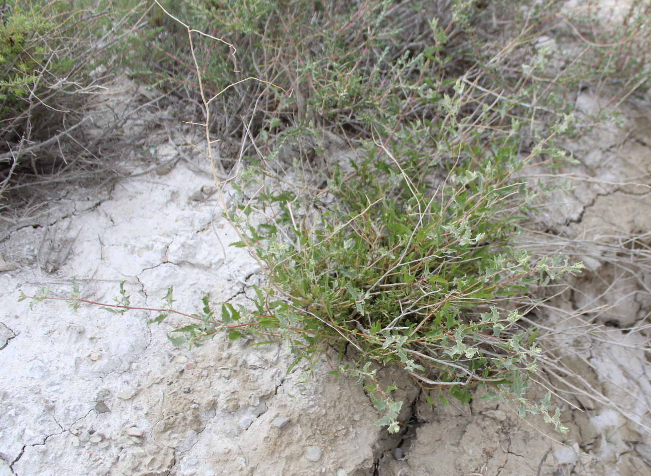 Image of Atriplex lehmanniana specimen.