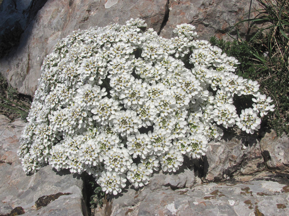 Изображение особи Iberis saxatilis.