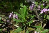 Daphne pseudosericea