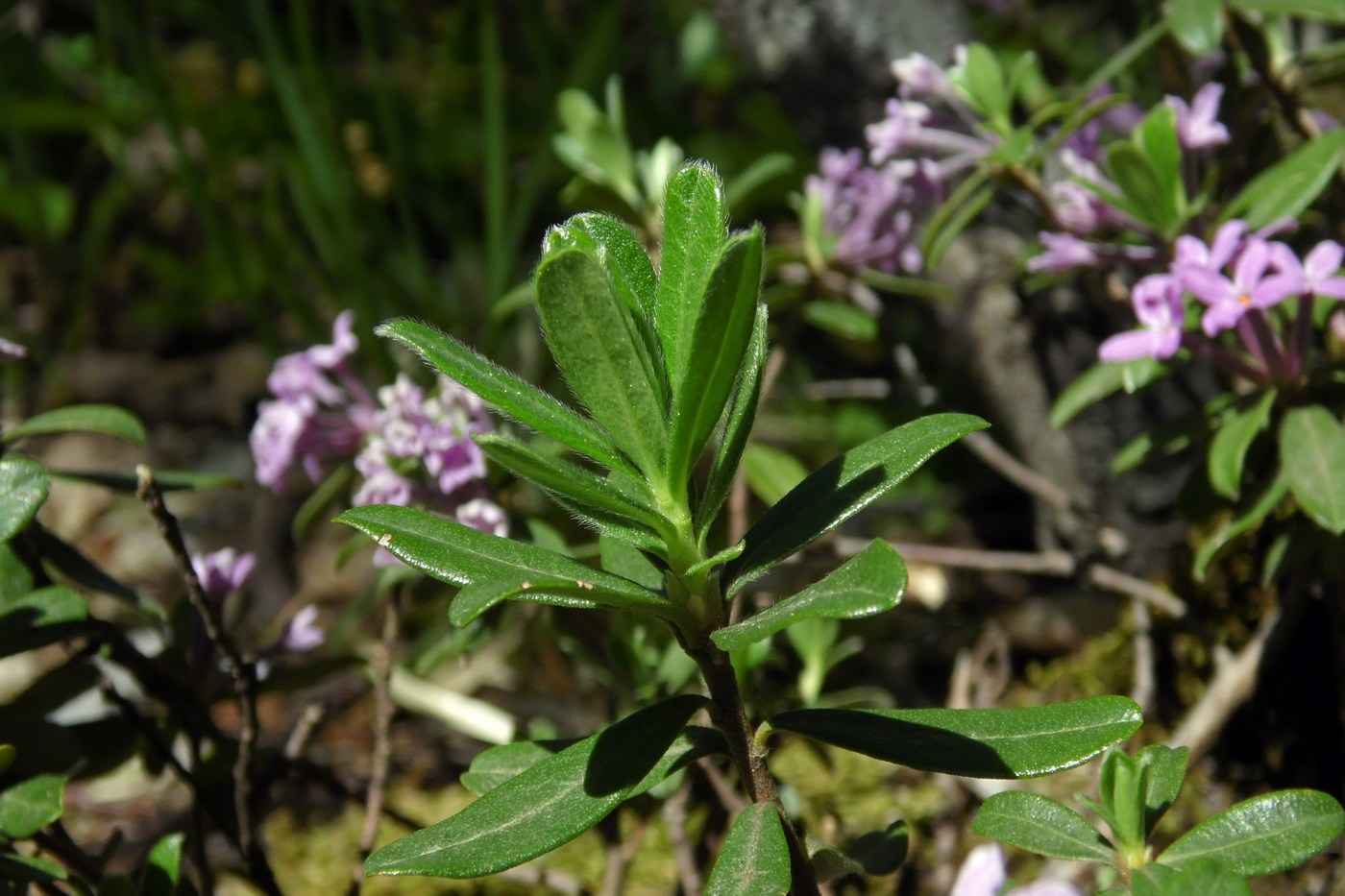 Изображение особи Daphne pseudosericea.