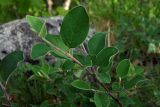 Cotoneaster integerrimus