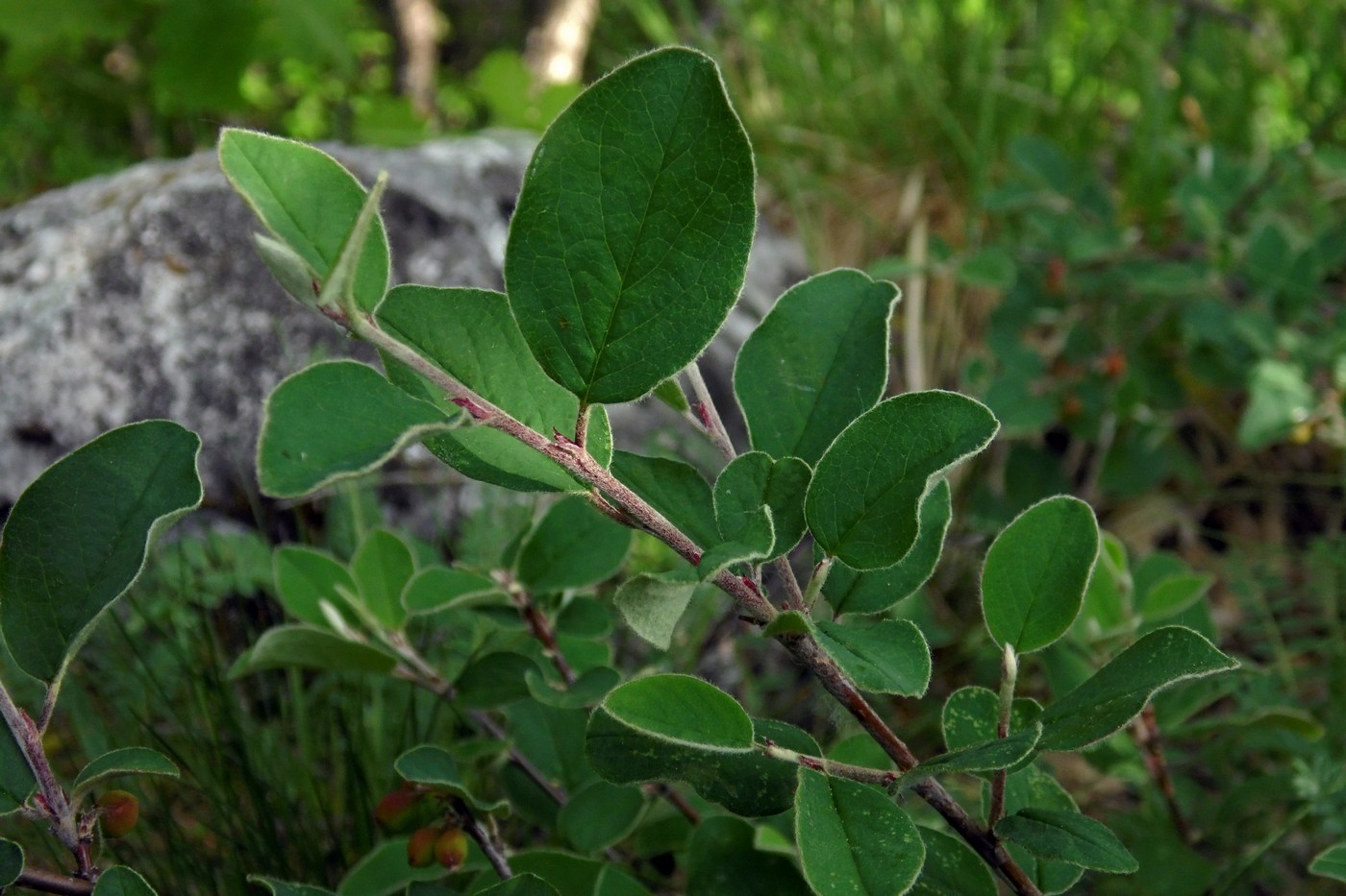 Image of Cotoneaster integerrimus specimen.