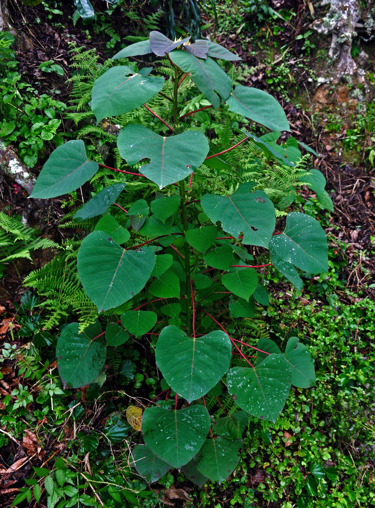 Изображение особи Homalanthus populneus.
