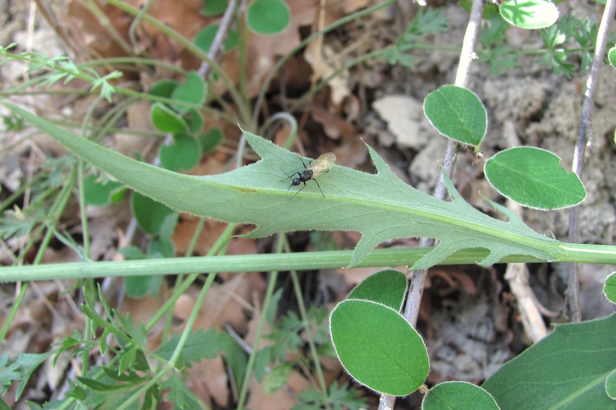 Image of Klasea haussknechtii specimen.