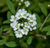 Image of taxon representative. Author is Мария Жукова