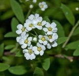 Spiraea &times; cinerea