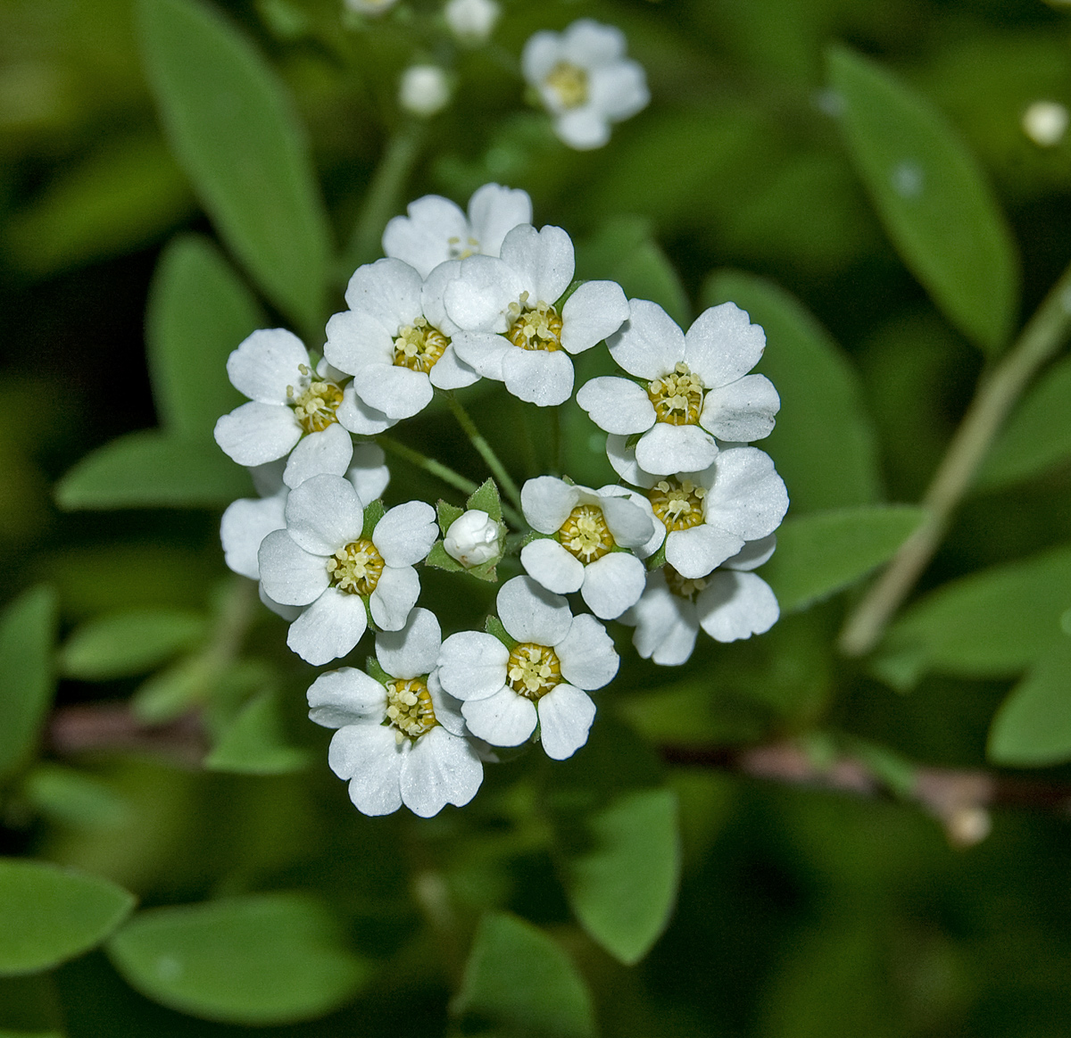 Image of Spiraea × cinerea specimen.