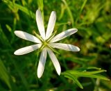 Stellaria palustris. Аномальный цветок с четырьмя лепестками. Архангельская обл., Вельский р-н, окр. пос. Усть-Шоноша, берег р. Вель. 04.08.2009.