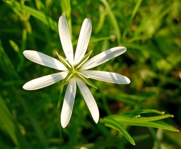 Изображение особи Stellaria palustris.