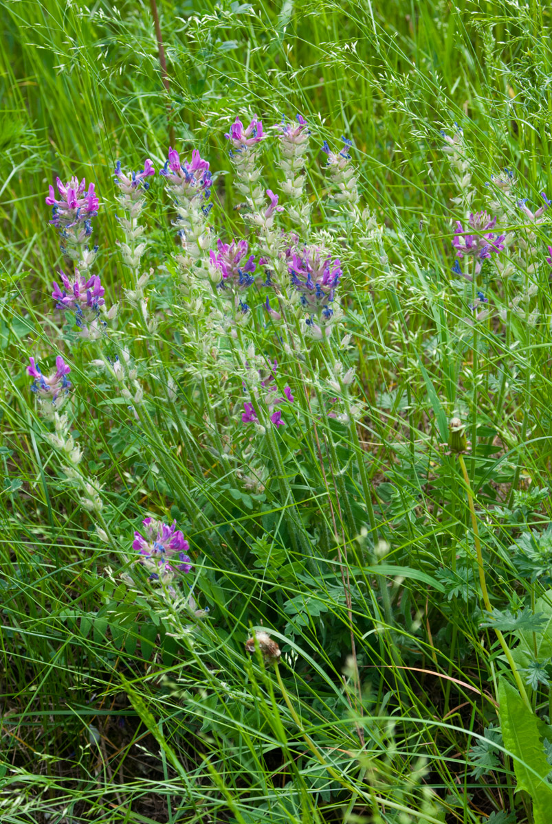 Изображение особи Oxytropis campanulata.