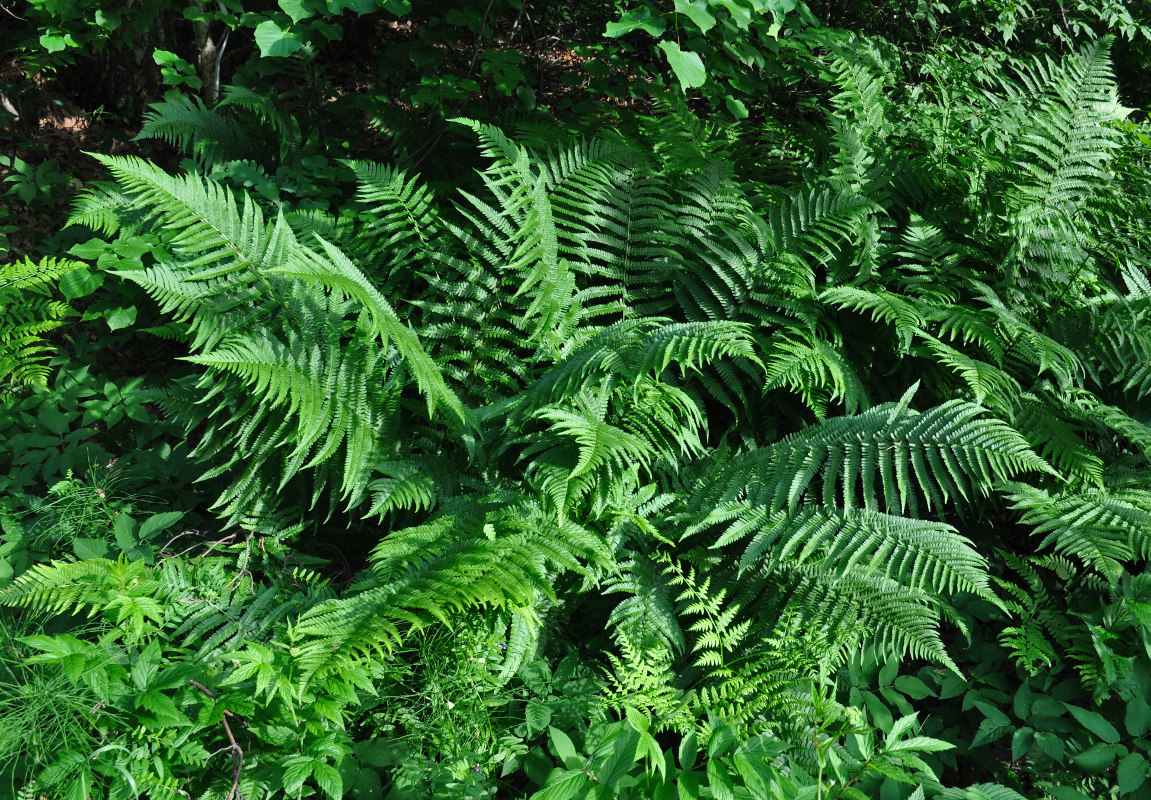 Image of Dryopteris filix-mas specimen.