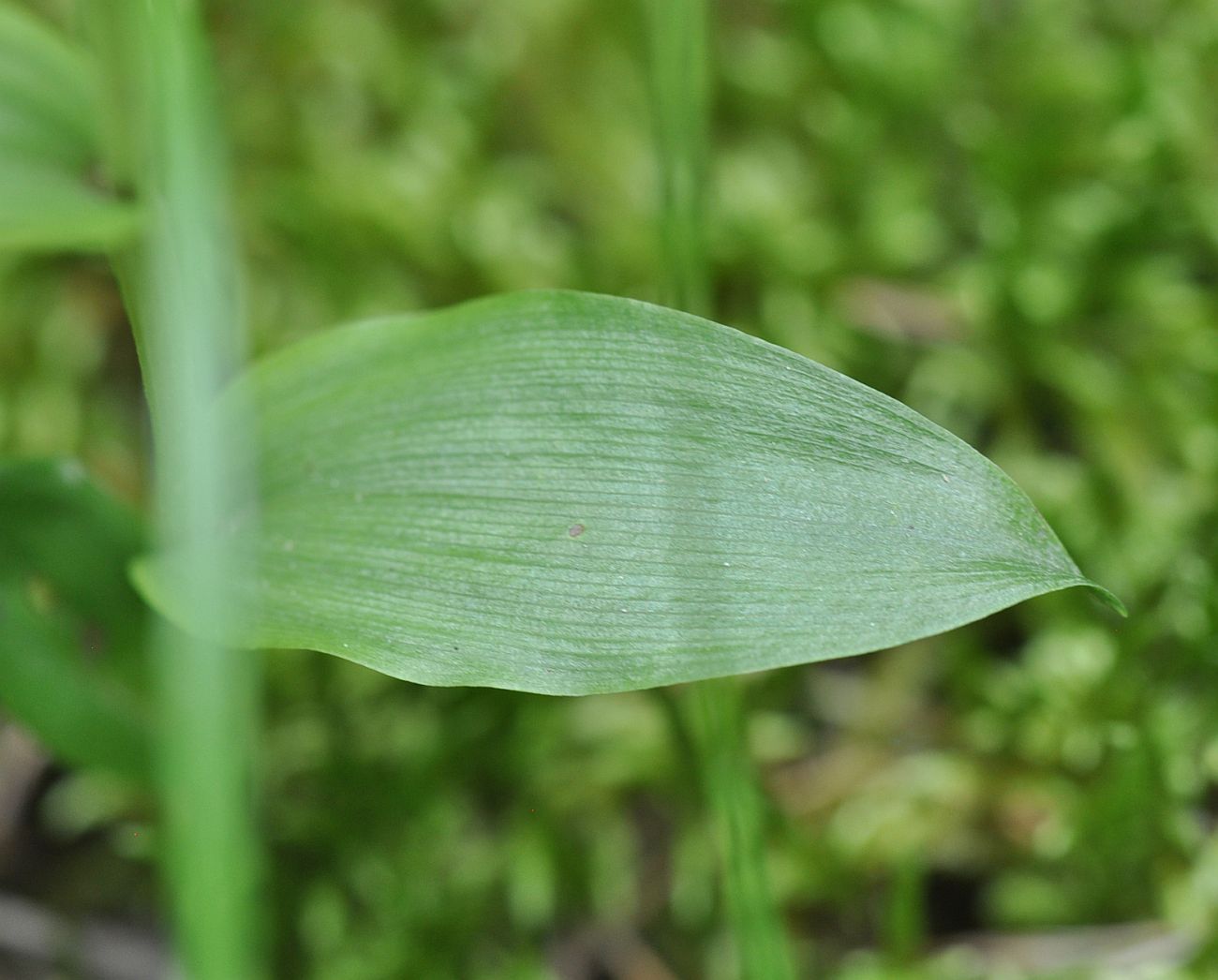 Image of Cephalanthera damasonium specimen.