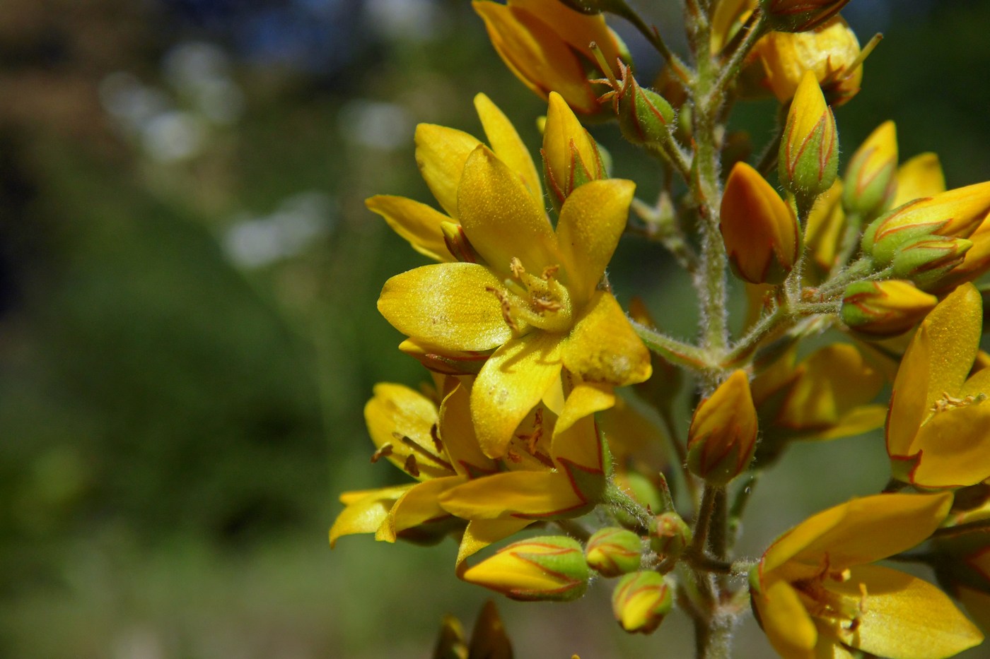 Изображение особи Lysimachia vulgaris.