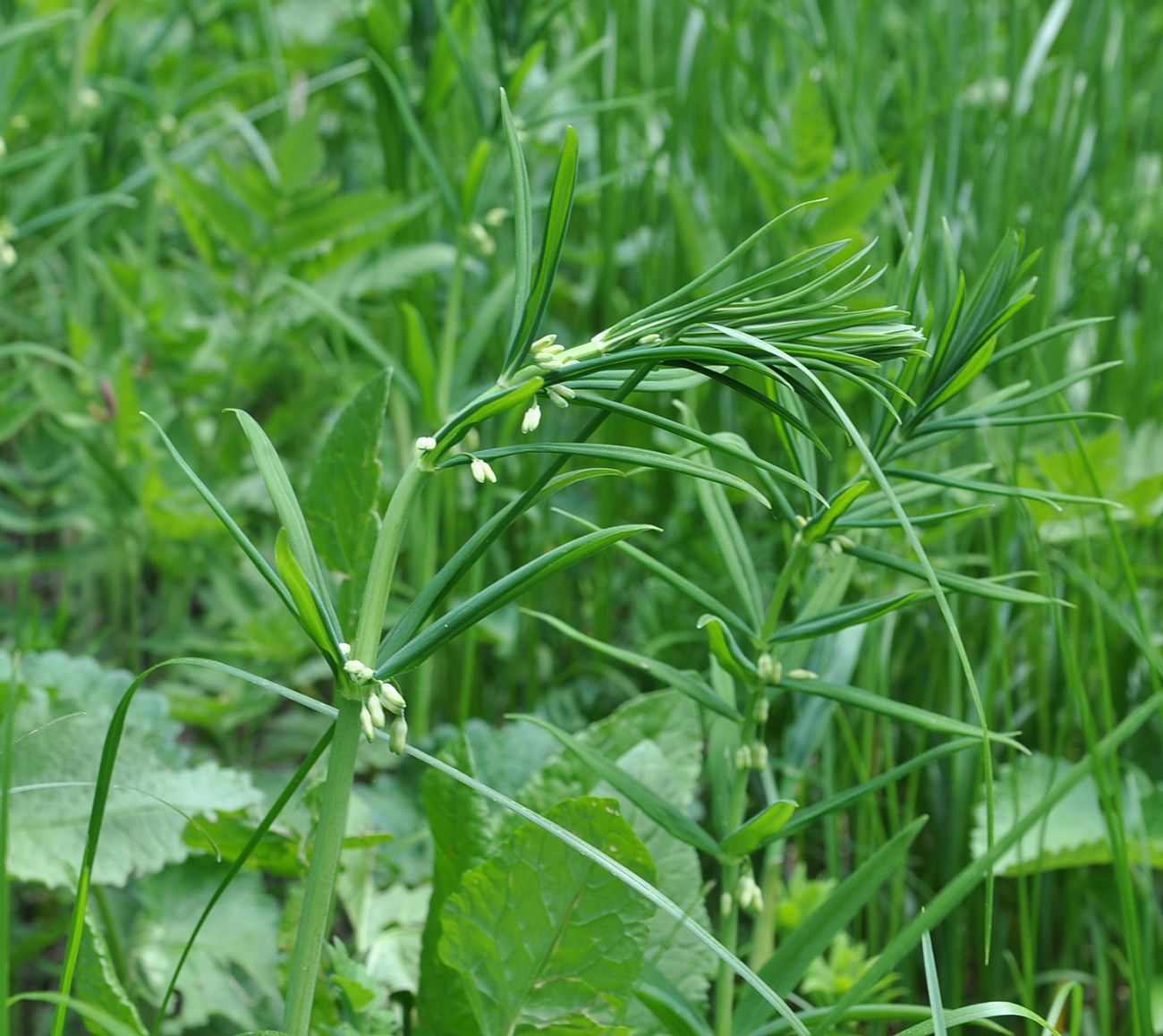 Image of Polygonatum verticillatum specimen.