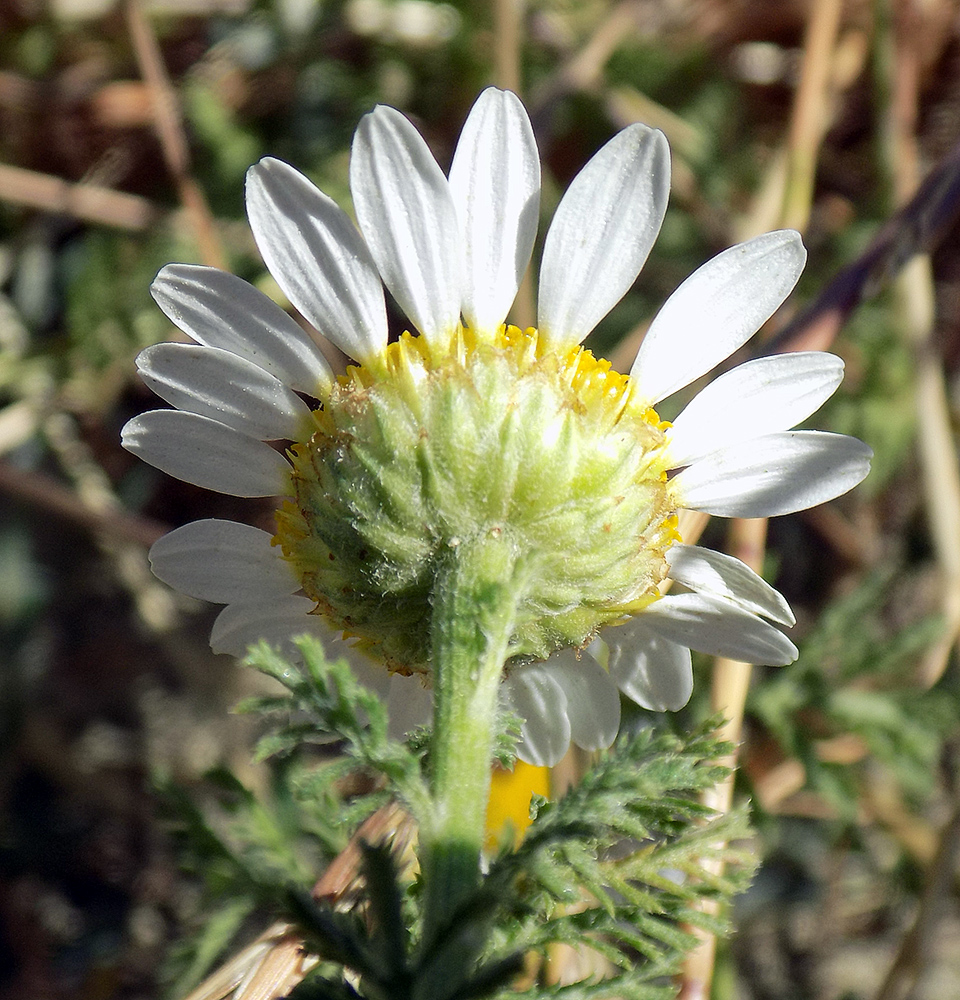 Image of Anthemis altissima specimen.