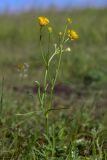 Ranunculus polyanthemos