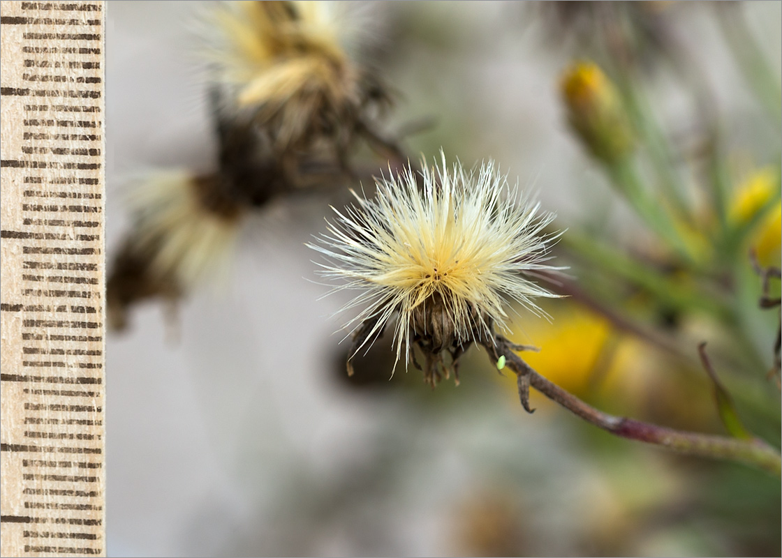 Image of Hieracium umbellatum var. dunale specimen.