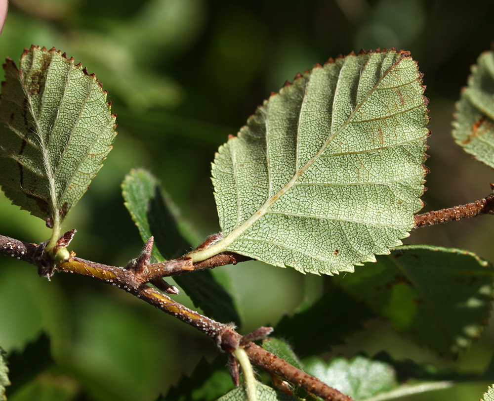 Image of Betula ovalifolia specimen.