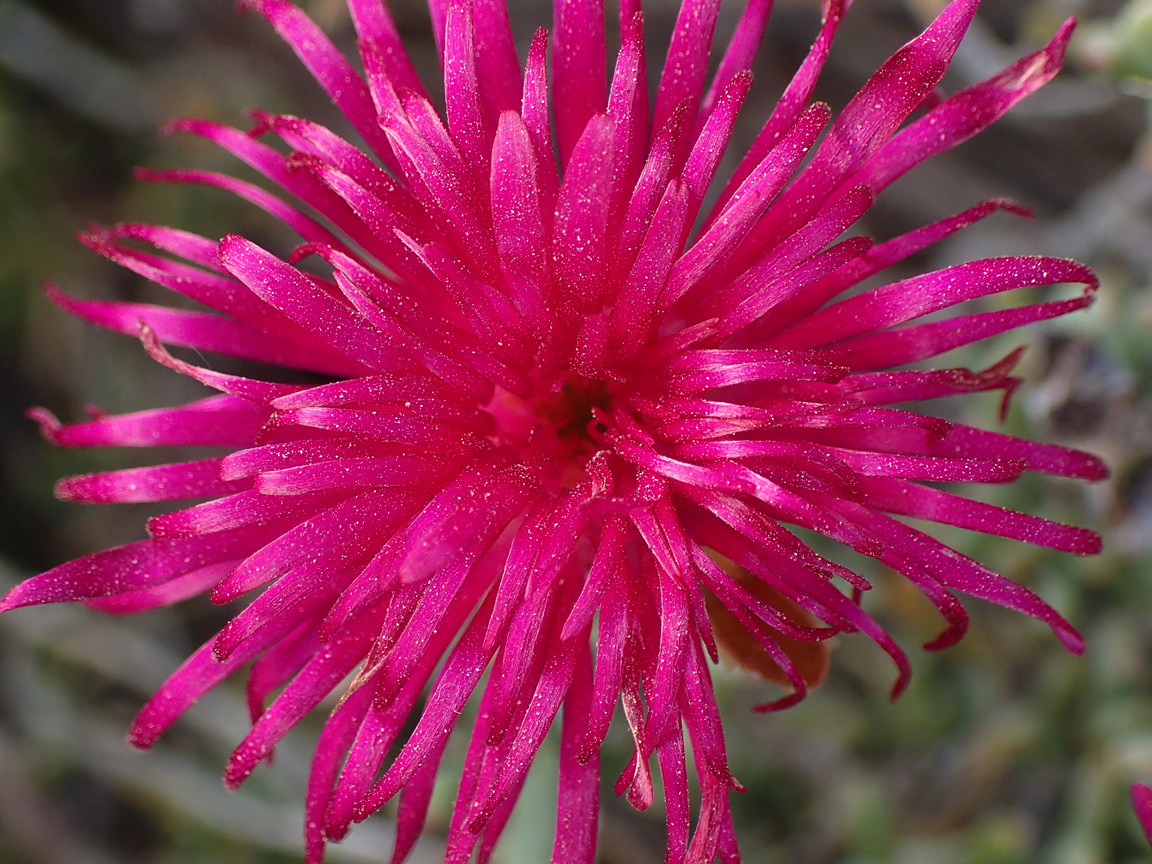 Image of Lampranthus falcatus specimen.