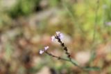 Verbena officinalis