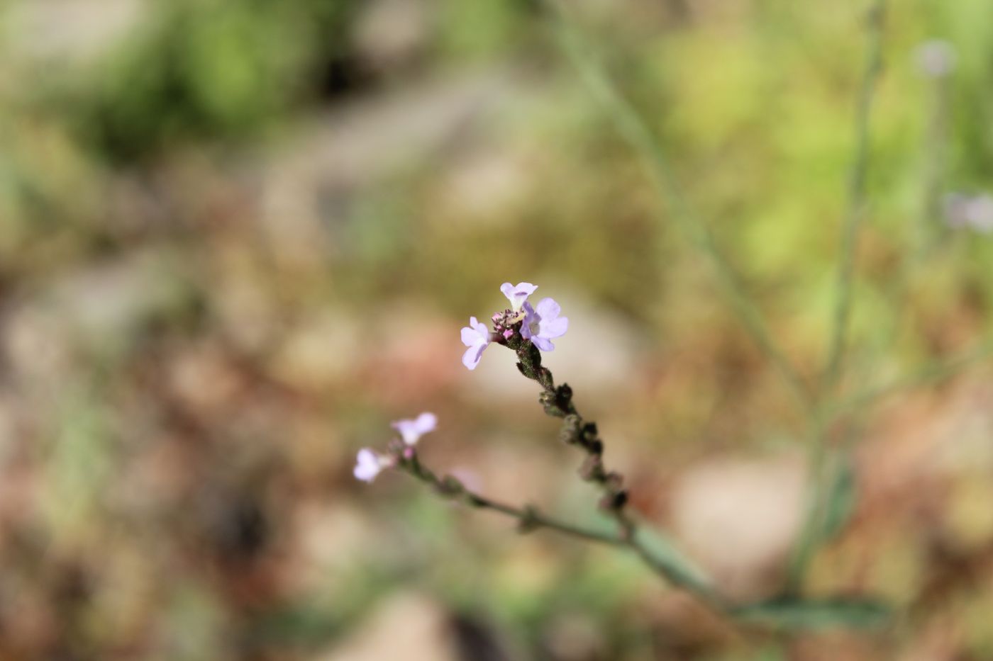 Изображение особи Verbena officinalis.