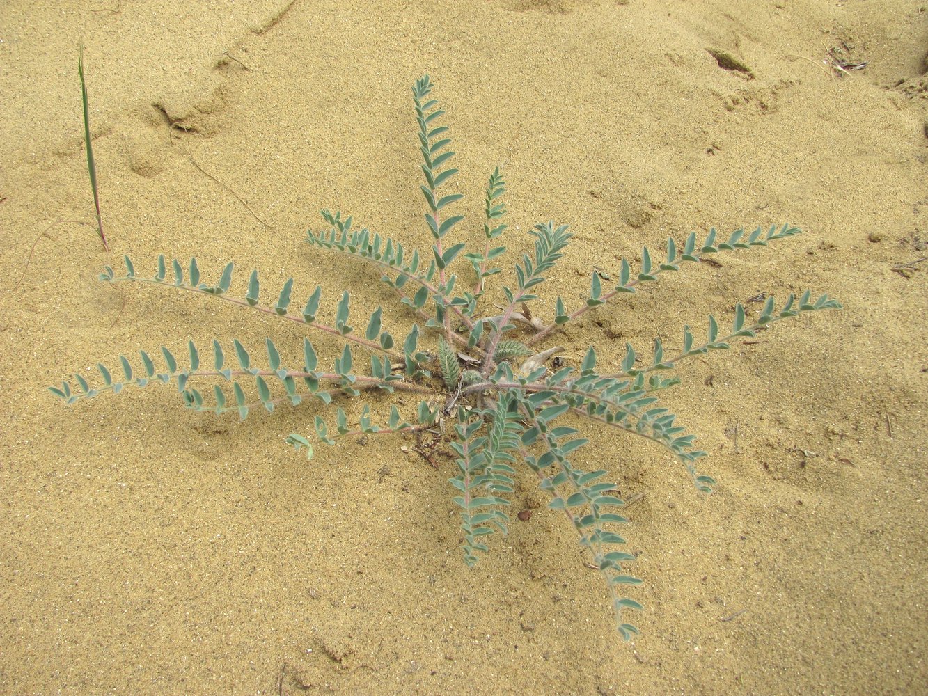 Image of Astragalus longipetalus specimen.