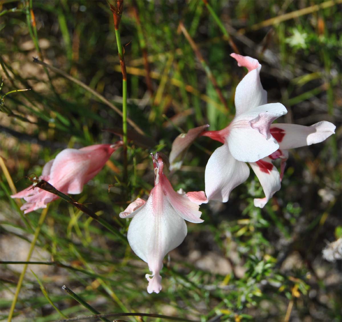 Изображение особи Gladiolus carneus.