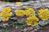 Xanthoria parietina. Талломы с апотециями. Московская обл., г. Дмитров, берег канала им. Москвы, на стволе сосны. 28 октября 2018 г.