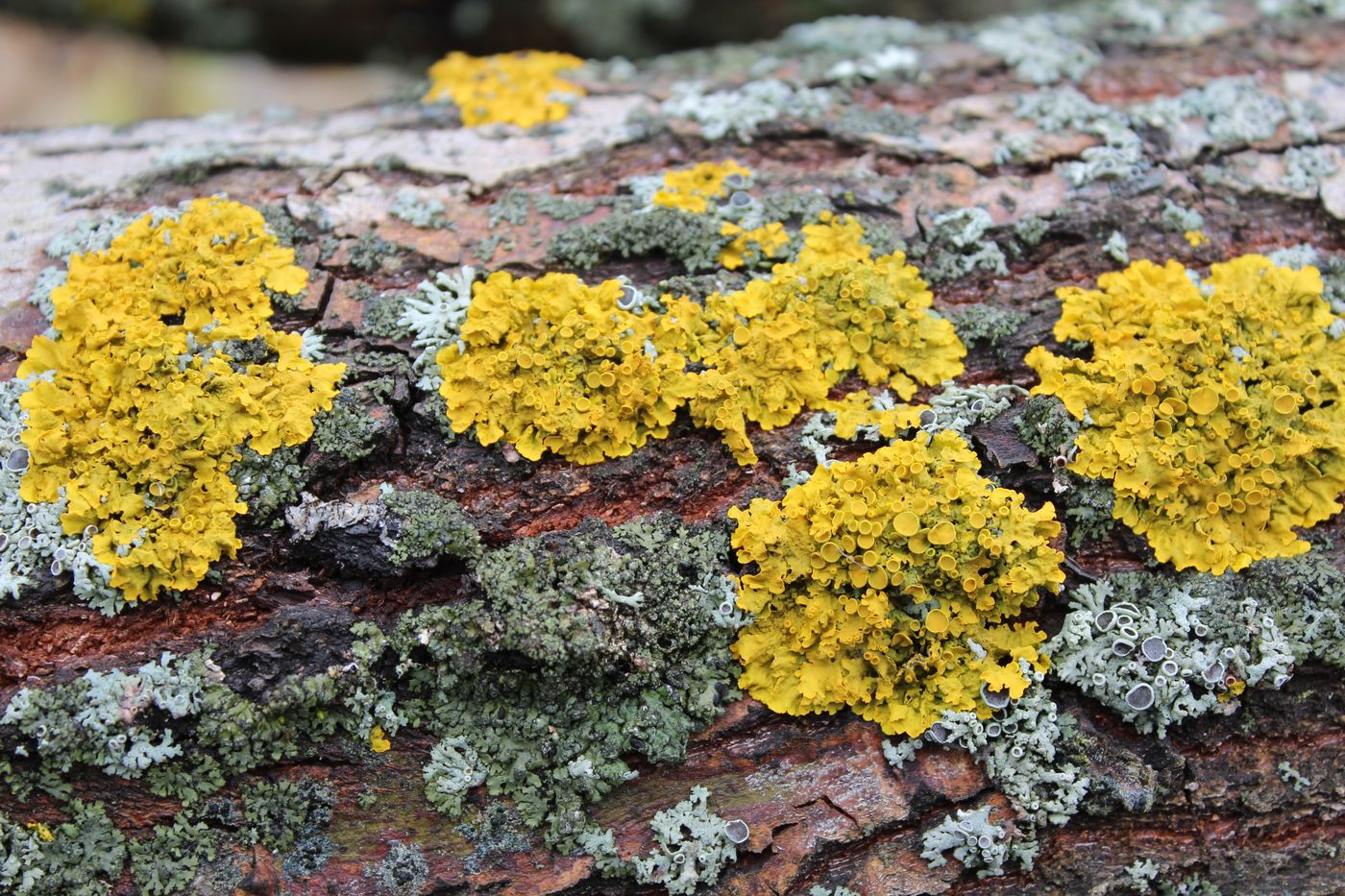 Изображение особи Xanthoria parietina.