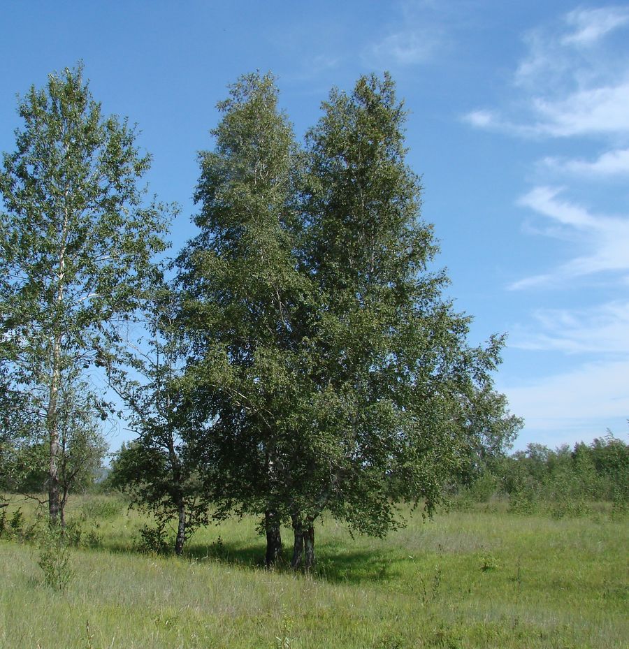 Image of genus Betula specimen.