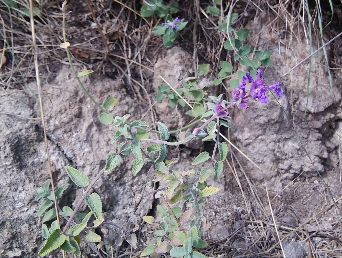 Изображение особи Nepeta mussinii.