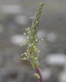 Plantago crassifolia