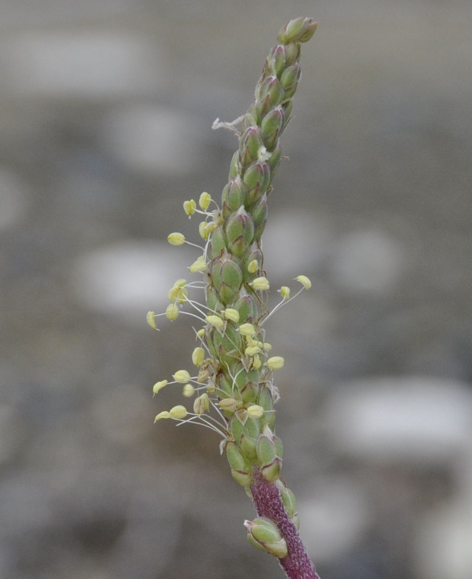 Изображение особи Plantago crassifolia.