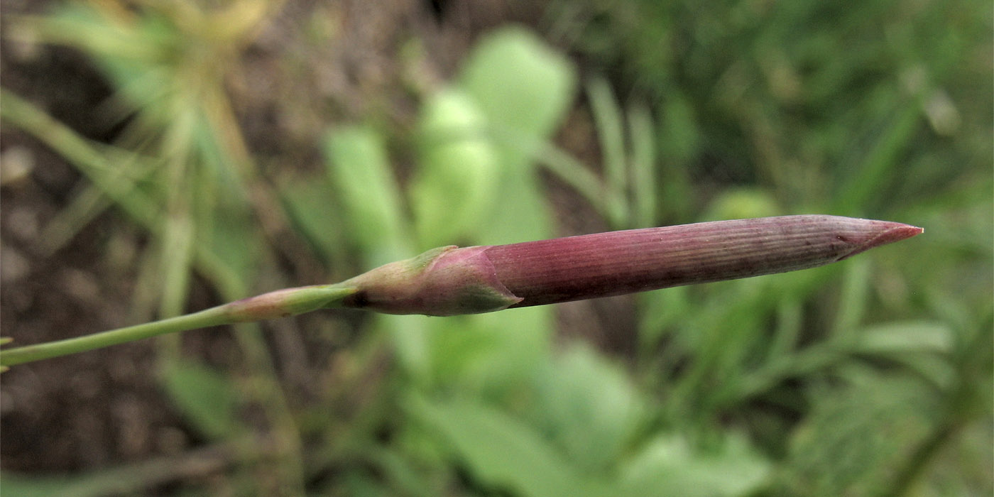 Image of Dianthus pseudoserotinus specimen.