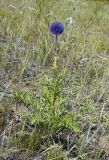 Echinops davuricus