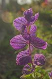Salvia viridis