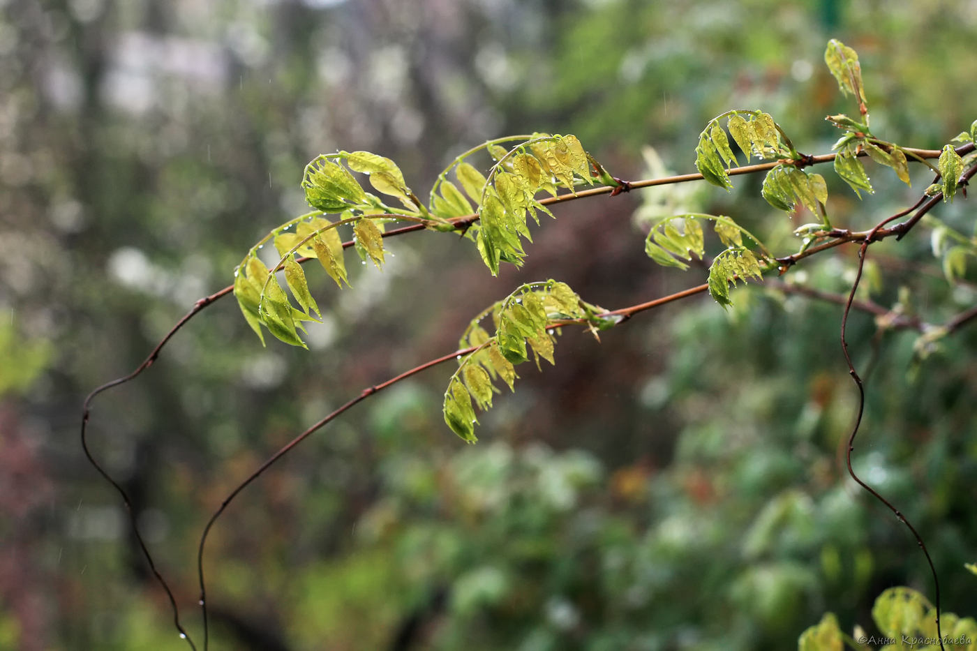 Image of Wisteria sinensis specimen.